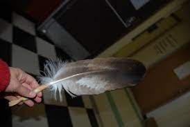 12_April_May feather